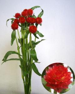 Gomphrena globosa Strawberry Firld.jpg